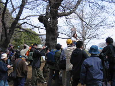 Cherry Blossom Girl Photo Club