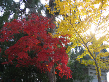 The Fall Foliage in Chunan