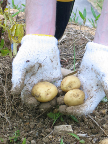 our potatoes