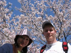 A picture of a Sakura tree