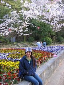 A picture of a Sakura tree