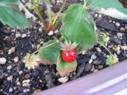 Our strawberries