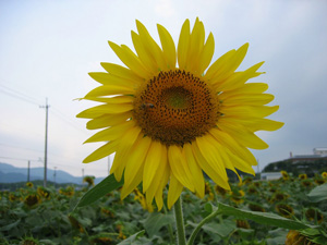 2005 Sunflower