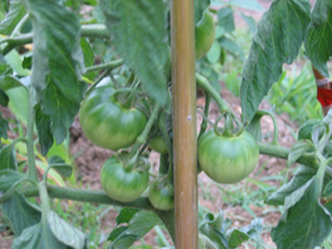 our tomatoes