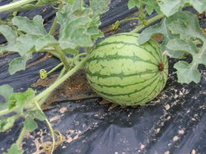 our watermelons