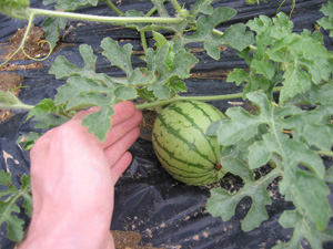 our watermelons #2