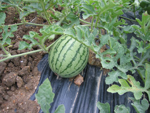 our watermelons